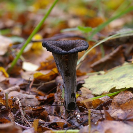 8.-Cratarellus-cornucopioides_R.Iršėnaitės.jpg
