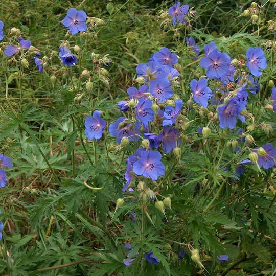 Meadow crane's-bill