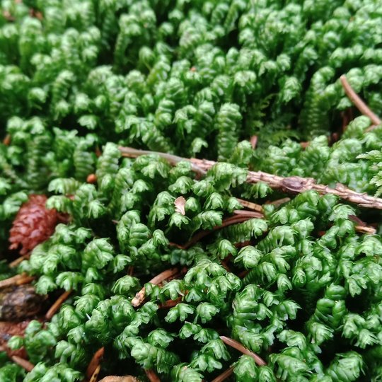 Iliustracija