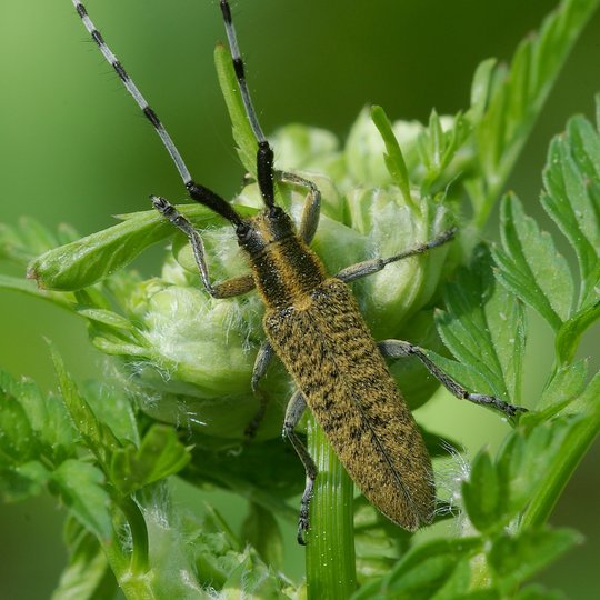 7.-Žalsvasis-stagarinukas-Agapanthia-villosoviridescens-n-R.Ferencos-min.jpg
