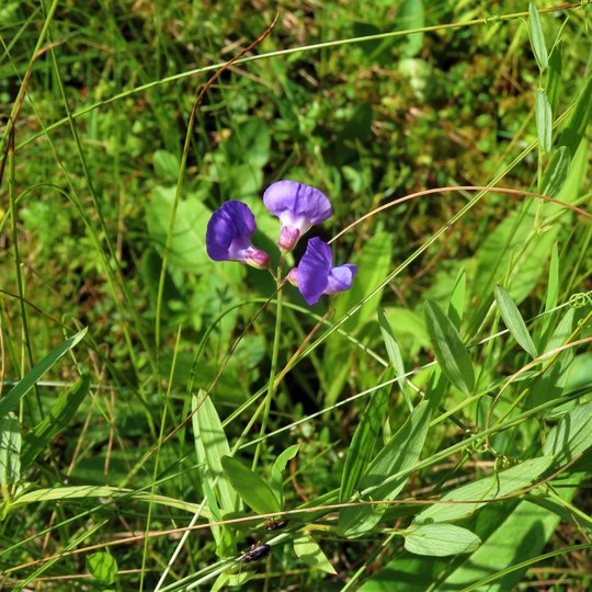 Iliustracija
