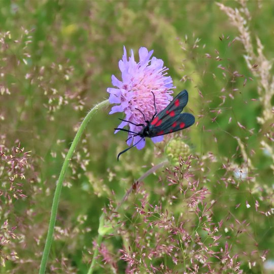 Iliustracija
