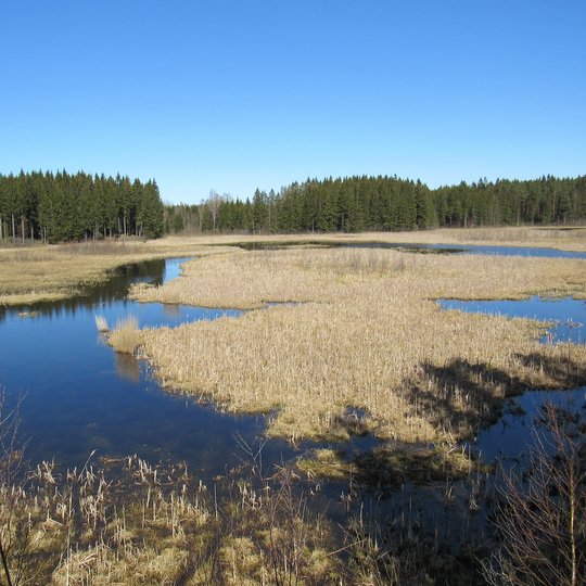 Barstytaliu pelke is boksto. A. Brazdeikytes n.JPG