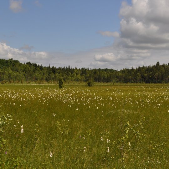 Siberijos pelkė