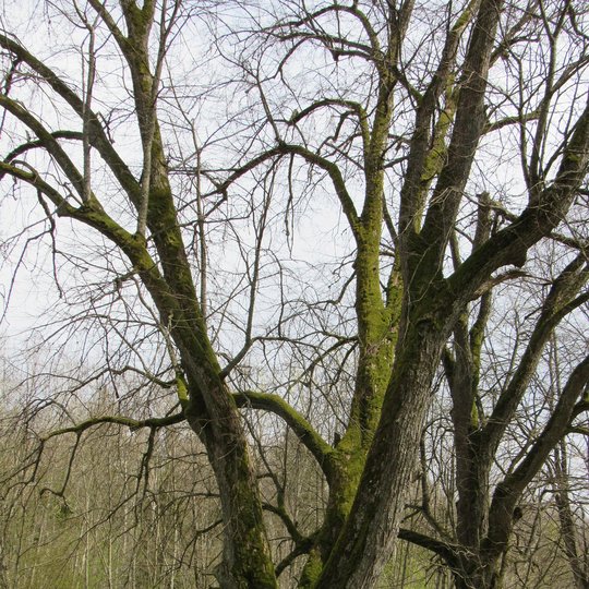 Plateliai linden in "Acorns and chestnut" trail