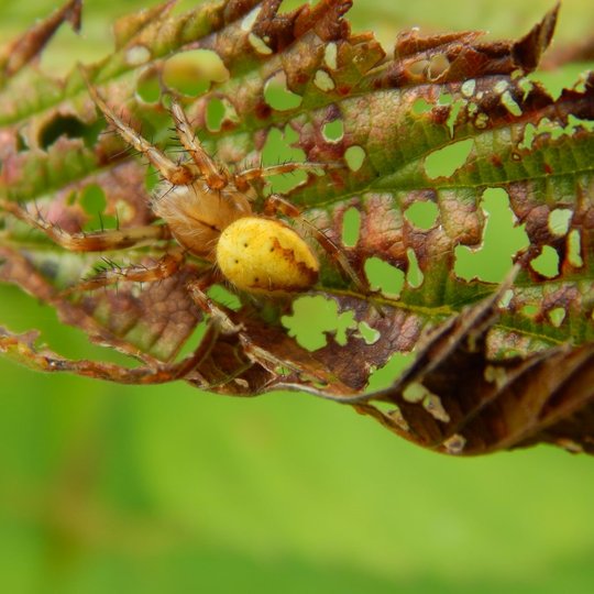 Iliustracija