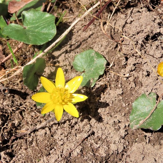 Iliustracija