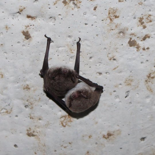 Sleeping Daubenton's bat
