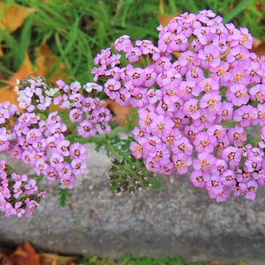 Iliustracija