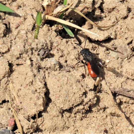 Iliustracija
