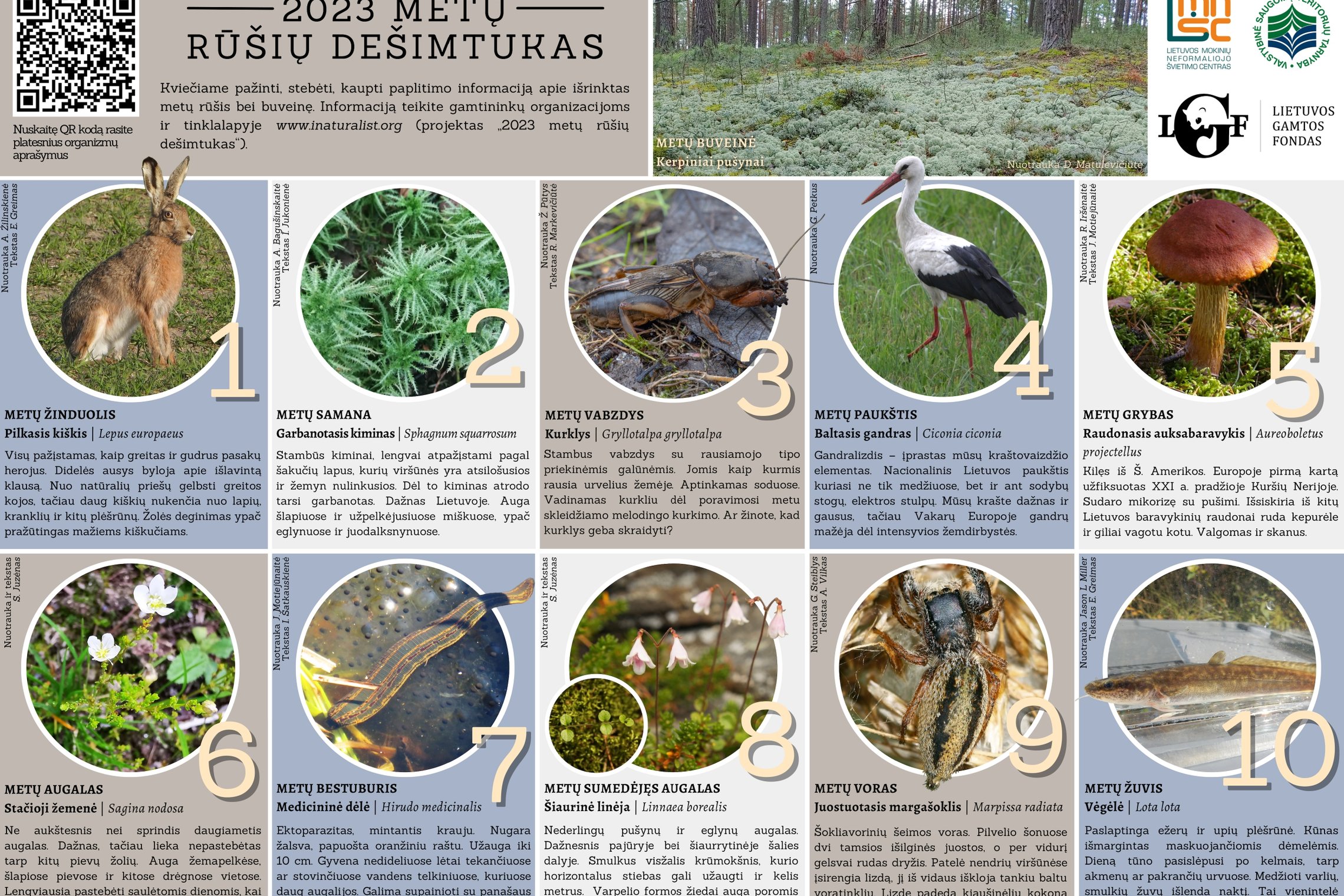 Iliustracija
