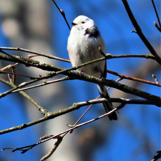 Iliustracija