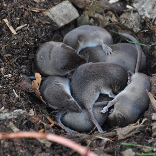 Common shrews