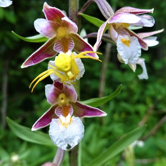 Iliustracija