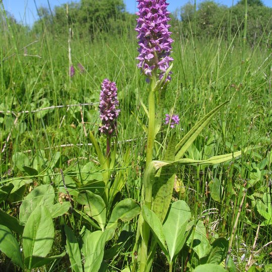 Dactylorhiza baltica
