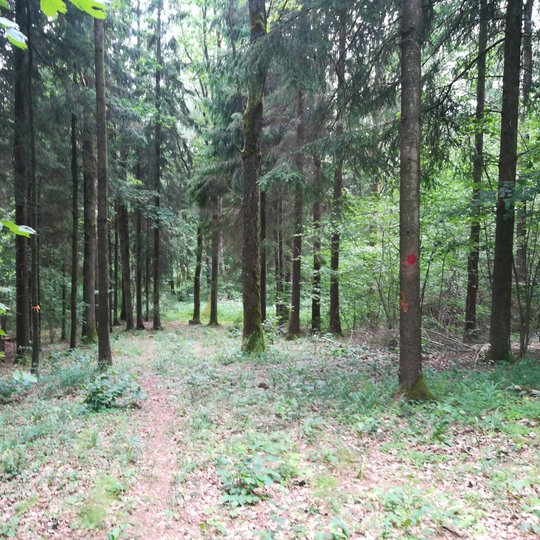 Liepiju_pesciuju_trasa_2019-05-15-33.jpg