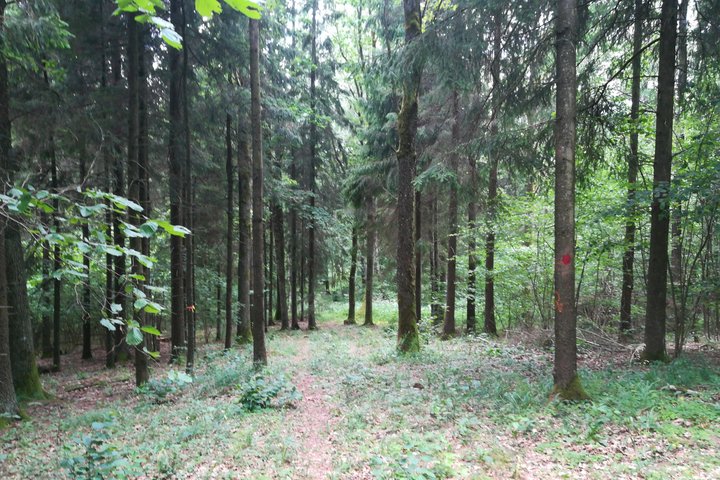 Liepiju_pesciuju_trasa_2019-05-15-33.jpg