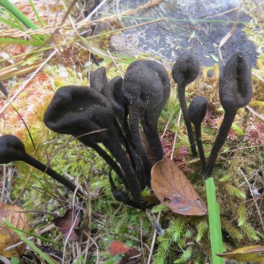 10.-2015-08-25-Siurkstusis-grybliezuvis-Siberijos-pelkeje-n-S.Kvasinsko-7.jpg
