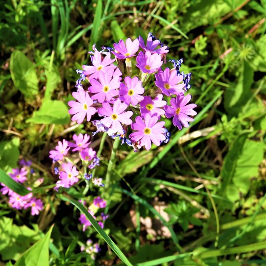 Iliustracija
