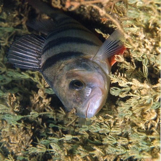 Perch