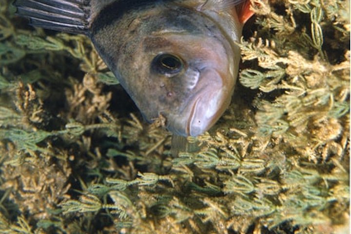 Perch