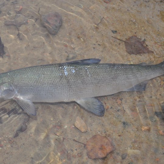 European white fish