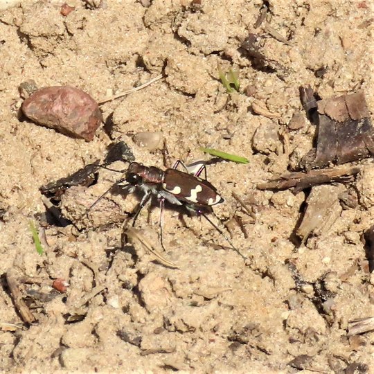 Iliustracija