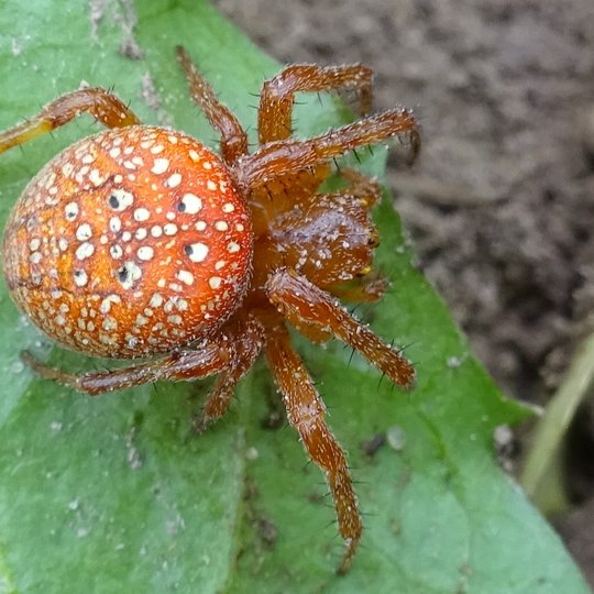 Iliustracija