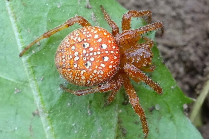 1_Rausvapilvis kryžiuotis - Araneus alsine 2019_08_18 ir nZJ DSC01618 (2).JPG