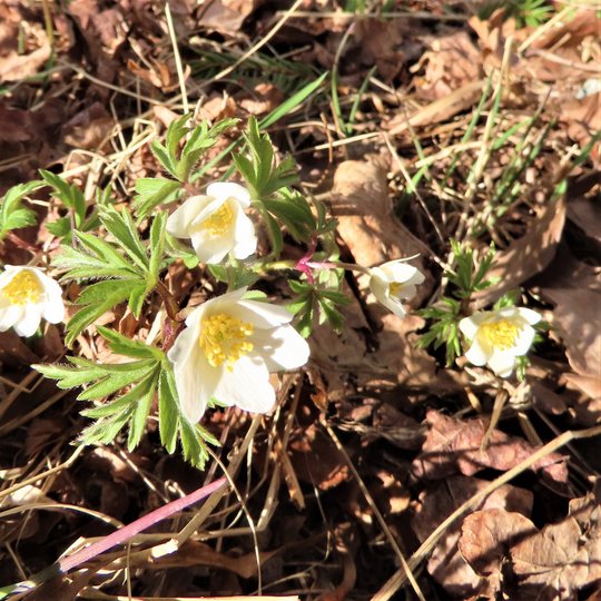 Iliustracija