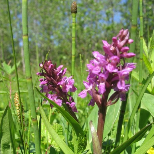 Raudonoji gegūnė Juodupio botaniniame draustinyje