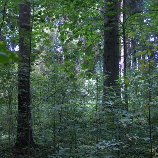 5-Plinksiu-misko-biosferos-poligonas-n-S-Kvasinsko.jpg