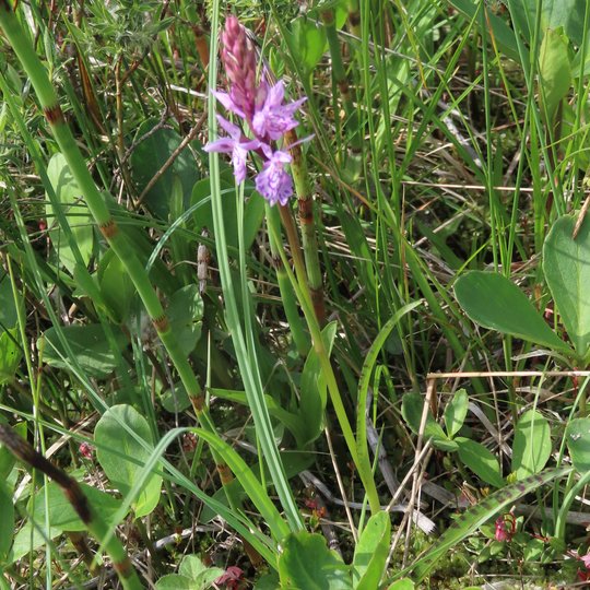 Iliustracija