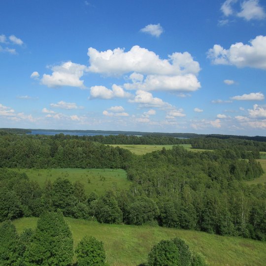 Siberijos pelke is apzvalgos boksto. AB n.JPG