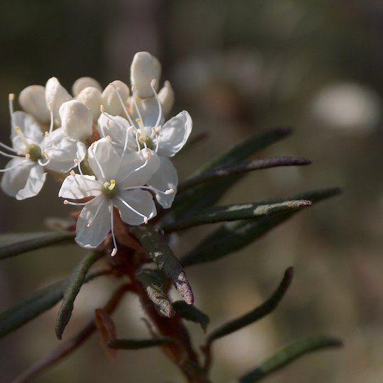 Marsh Labrador Tea