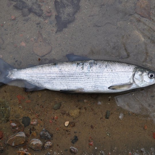 Coregonus Lavaretus Platelensis