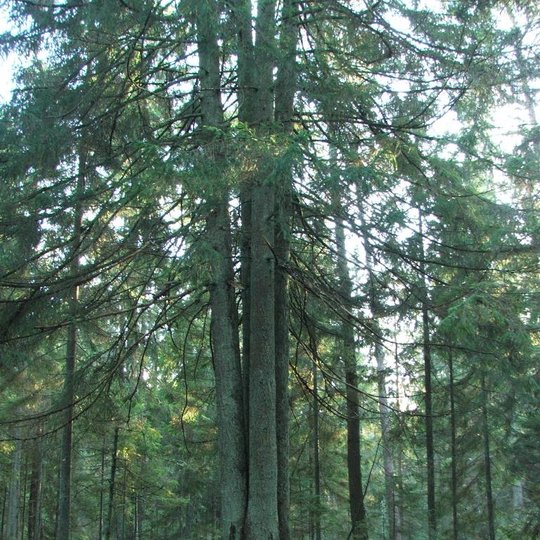 4-Laumiu-miskas-n-E-Lydienes-20111106.jpg