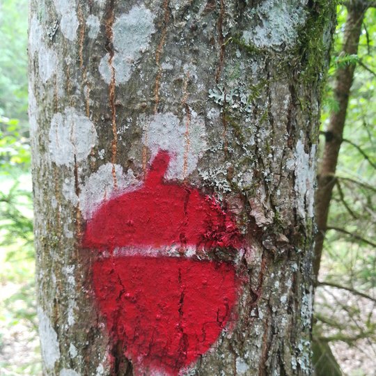 Liepiju_pesciuju_trasa_2019-05-15-12.jpg