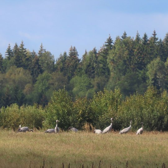 Iliustracija