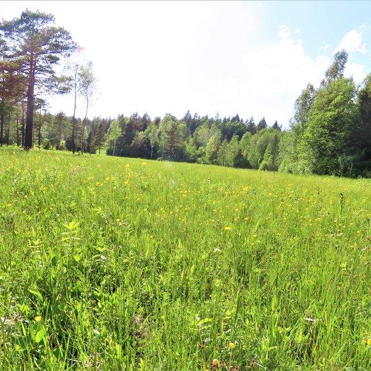 Iliustracija