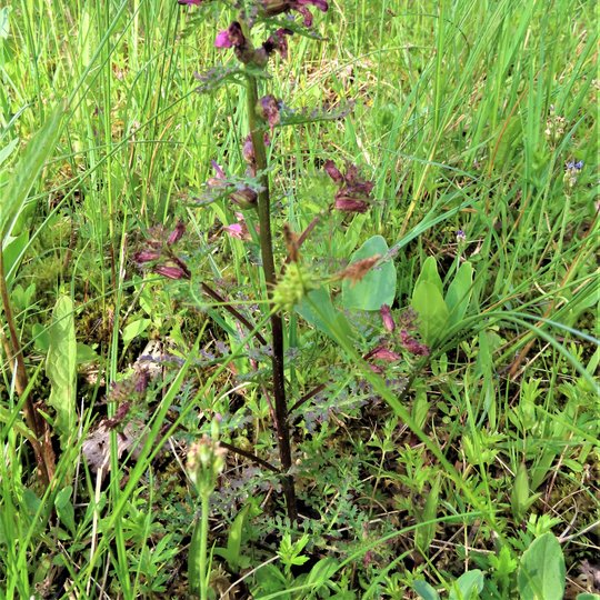 Iliustracija