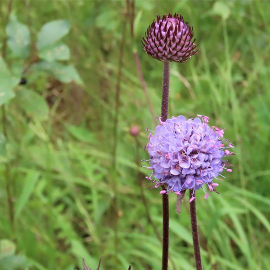 Iliustracija