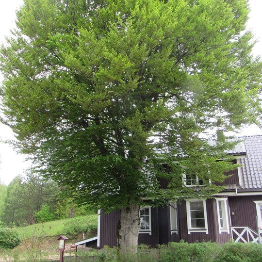 Birskaus bukas. A. Brazdeikytes n.JPG