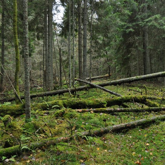 3.-2010-11-06_Zuikio-rage-Paplateleje-nSS-48.jpg