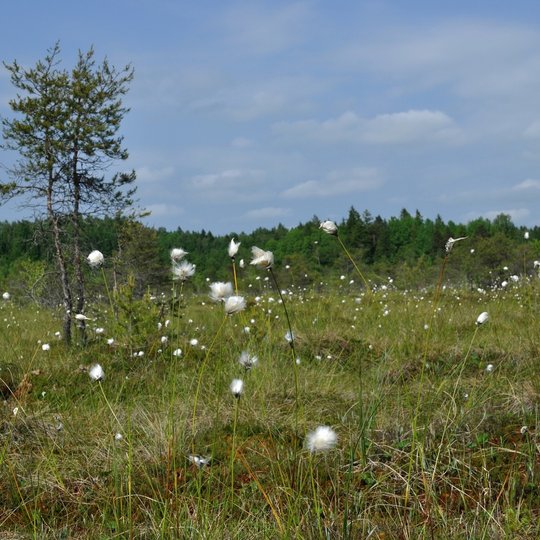 Gaudupio pelkė
