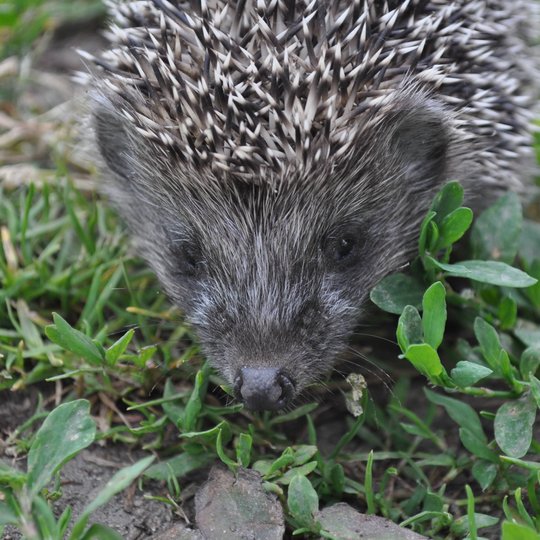 White-breasted hedgehog
