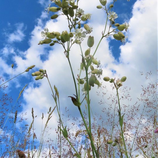 Iliustracija