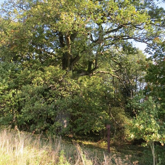 Stirbaiciu-azuolas-nSK.jpg