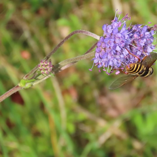 Iliustracija