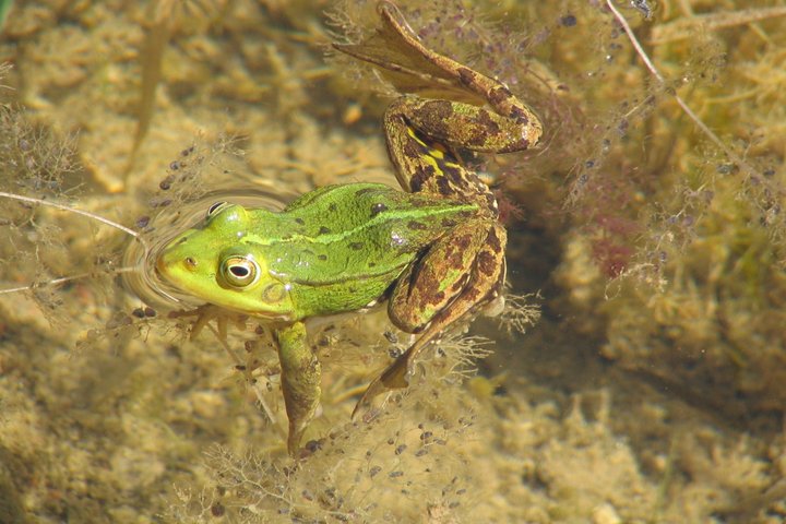 3.-Kūdrinė-varlė-n-G.Sidabrienės-min.jpg